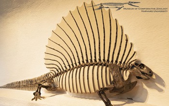 Reconstruction of Edaphosaurus, a primitive mammal ancestor; its long spines form a sail on its back.